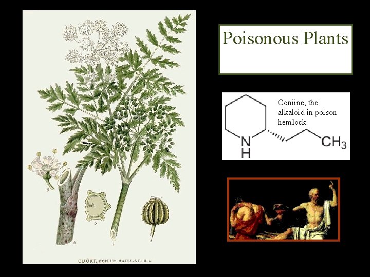 Poisonous Plants Coniine, the alkaloid in poison hemlock 