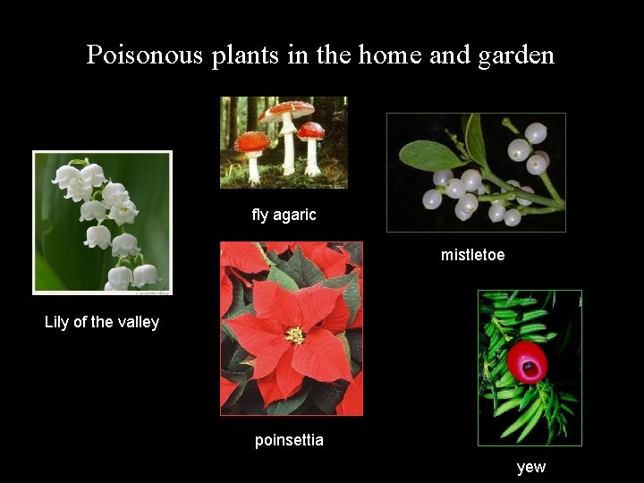Poisonous plants in the home and garden fly agaric mistletoe Lily of the valley