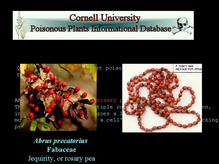 QUESTION: What is the most poisonous plant in the world to humans? ANSWER: The