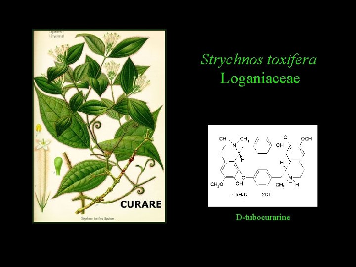 Strychnos toxifera Loganiaceae D-tubocurarine 