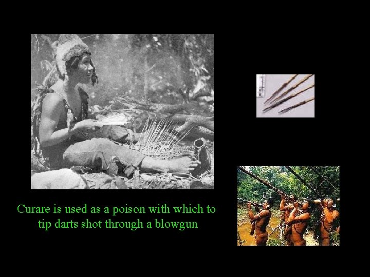 Curare is used as a poison with which to tip darts shot through a