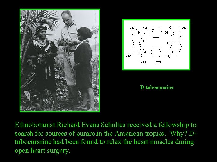 D-tubocurarine Ethnobotanist Richard Evans Schultes received a fellowship to search for sources of curare