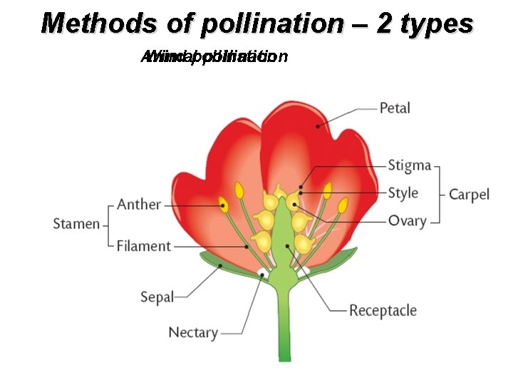 Methods of pollination – 2 types Animal Wind pollination 