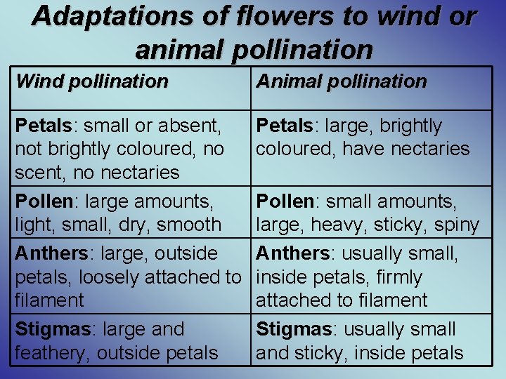 Adaptations of flowers to wind or animal pollination Wind pollination Animal pollination Petals: small