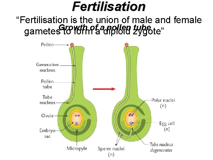 Fertilisation “Fertilisation is the union of male and female Growth of a pollen tube