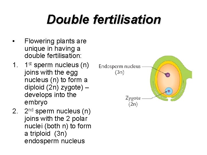 Double fertilisation • Flowering plants are unique in having a double fertilisation: 1. 1