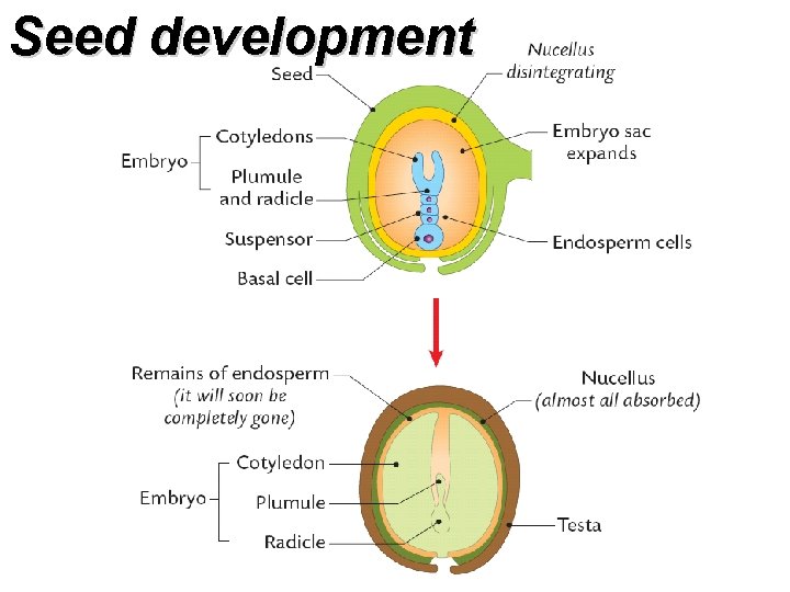 Seed development 
