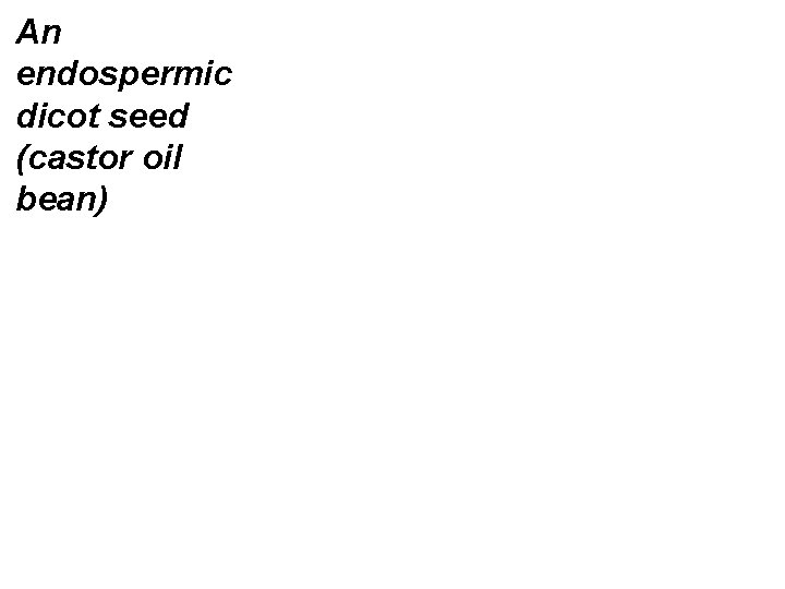 An endospermic dicot seed (castor oil bean) 