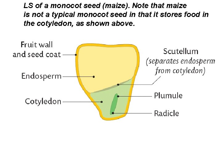 LS of a monocot seed (maize). Note that maize is not a typical monocot