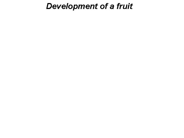 Development of a fruit 