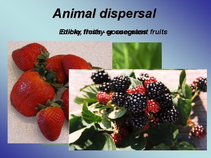 Animal dispersal Edible, Sticky fruits fleshy- or goosegrass succulent fruits 