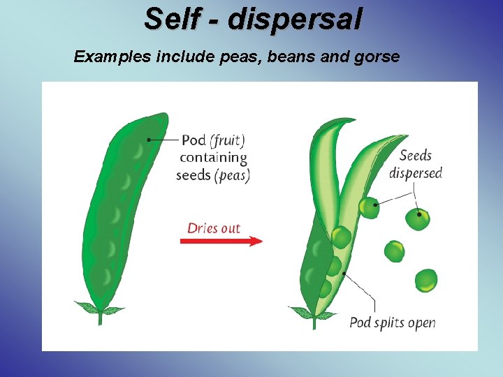 Self - dispersal Examples include peas, beans and gorse 