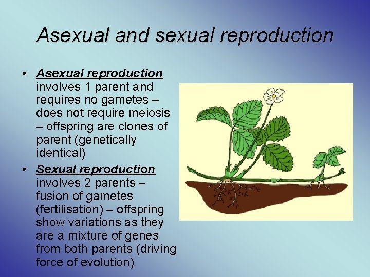 Asexual and sexual reproduction • Asexual reproduction involves 1 parent and requires no gametes