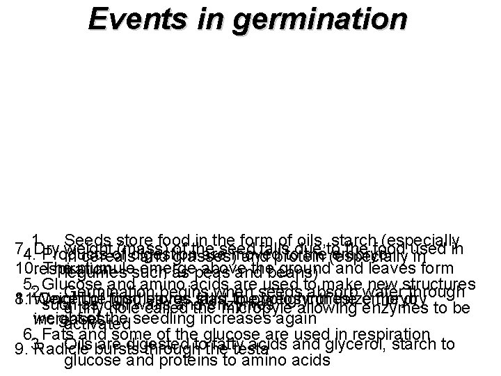 Events in germination 1. Seeds store food in the form of oils, starch (especially