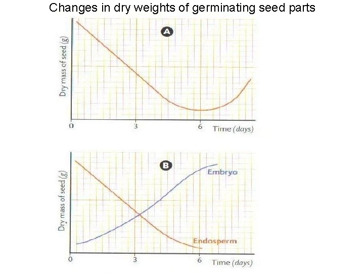 Changes in dry weights of germinating seed parts 