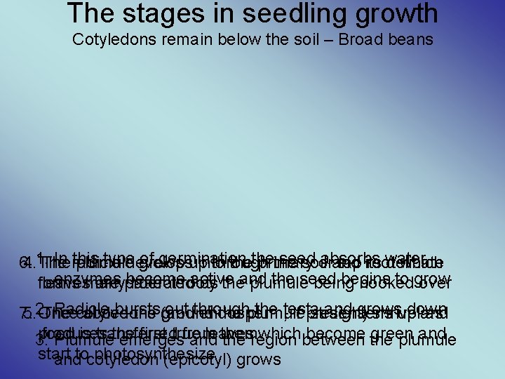 The stages in seedling growth Cotyledons remain below the soil – Broad beans In