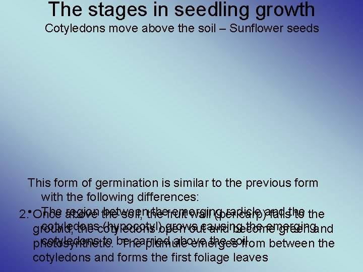 The stages in seedling growth Cotyledons move above the soil – Sunflower seeds This