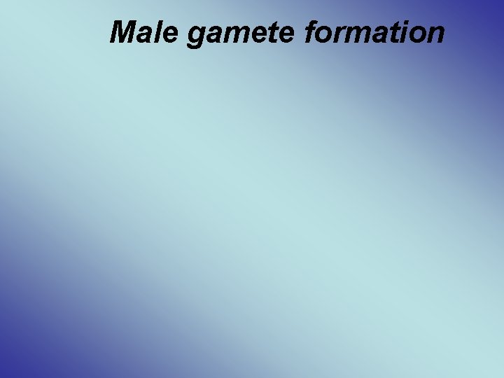 Male gamete formation 