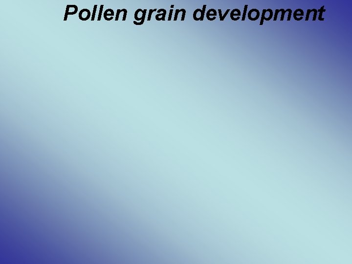 Pollen grain development 