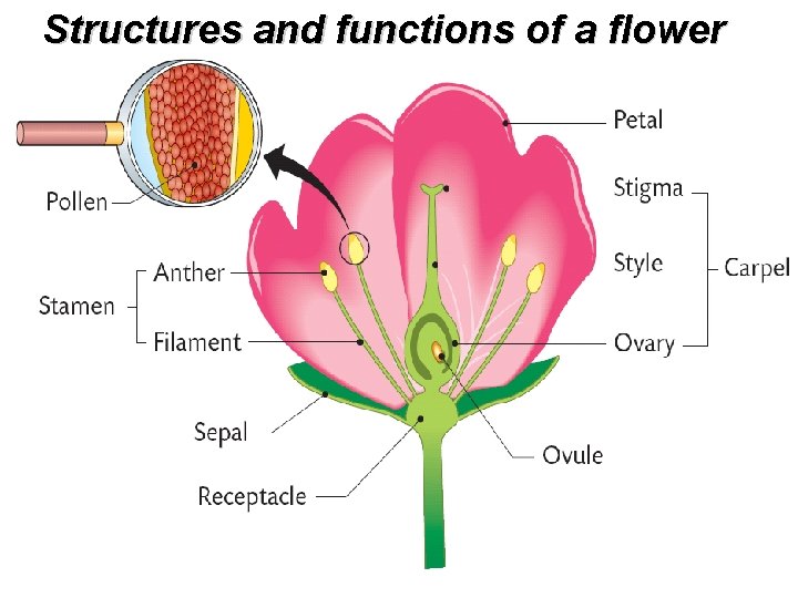 Structures and functions of a flower 