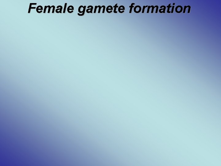 Female gamete formation 