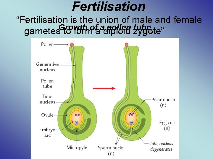 Fertilisation “Fertilisation is the union of male and female Growth of a pollen tube