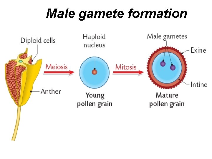 Male gamete formation 