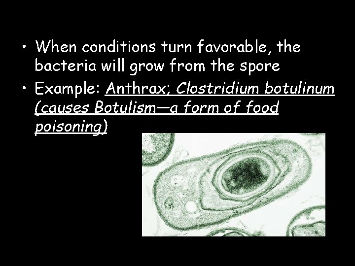  • When conditions turn favorable, the bacteria will grow from the spore •