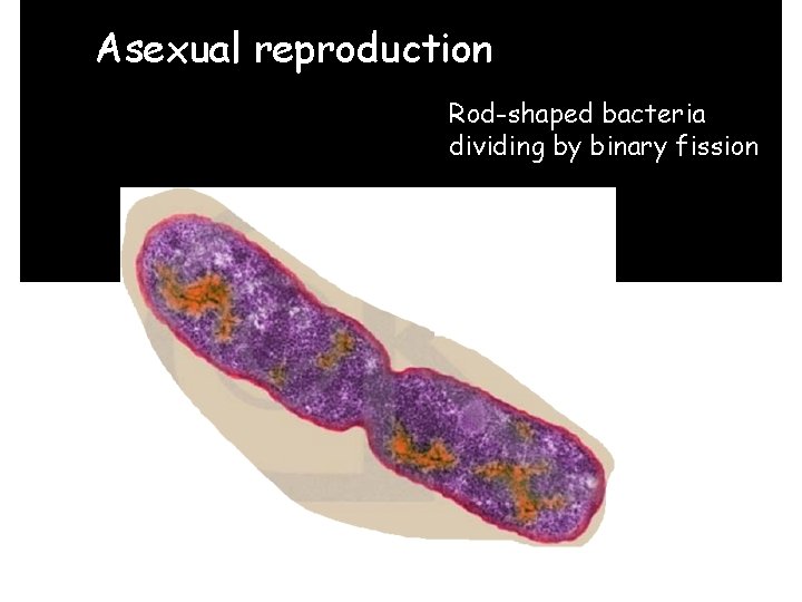 Asexual reproduction Rod-shaped bacteria dividing by binary fission 