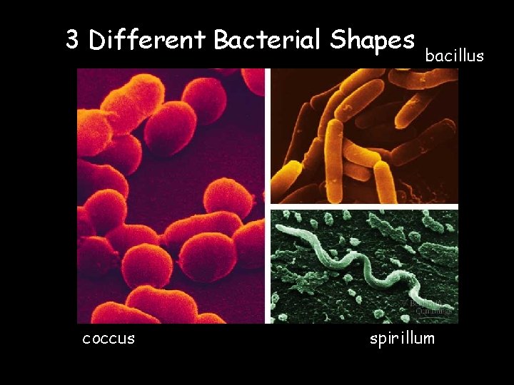 3 Different Bacterial Shapes coccus bacillus spirillum 