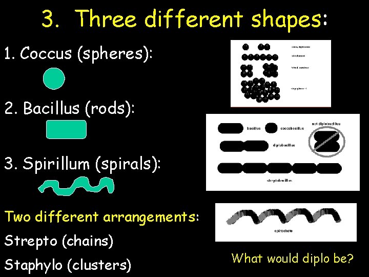 3. Three different shapes: 1. Coccus (spheres): 2. Bacillus (rods): 3. Spirillum (spirals): Two