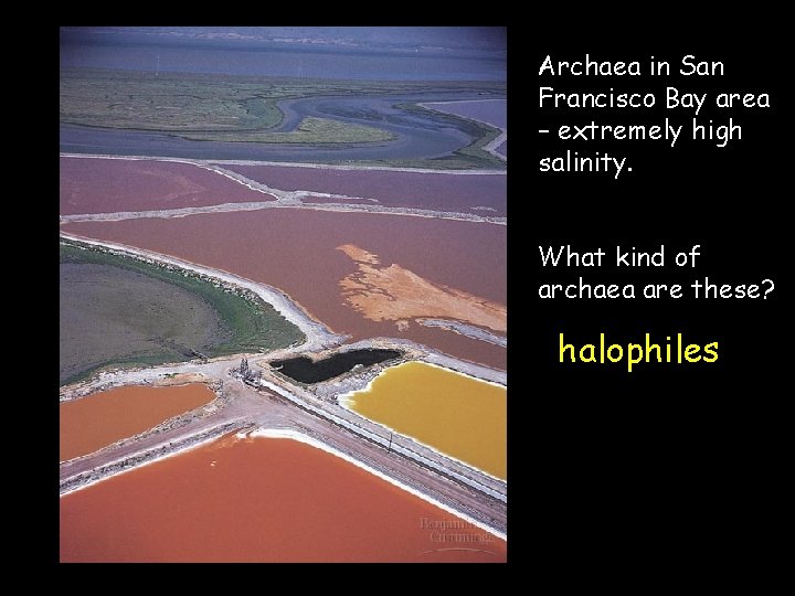 Archaea in San Francisco Bay area – extremely high salinity. What kind of archaea
