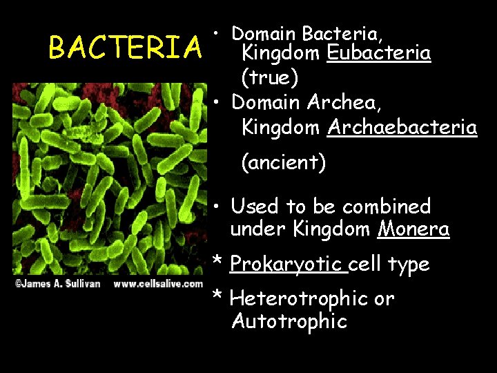 BACTERIA • Domain Bacteria, Kingdom Eubacteria (true) • Domain Archea, Kingdom Archaebacteria (ancient) •