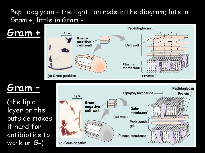 Peptidoglycan – the light tan rods in the diagram; lots in Gram +, little
