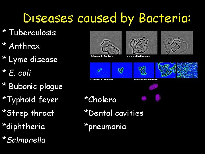 Diseases caused by Bacteria: * Tuberculosis * Anthrax * Lyme disease * E. coli