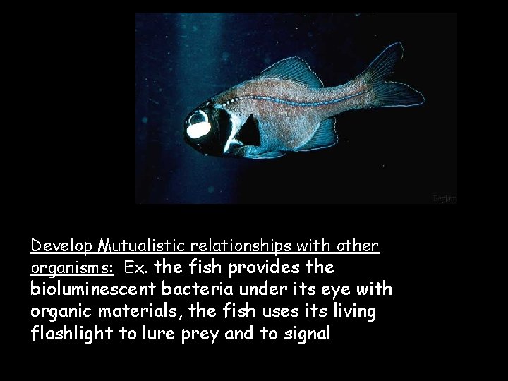 Develop Mutualistic relationships with other organisms: Ex. the fish provides the bioluminescent bacteria under