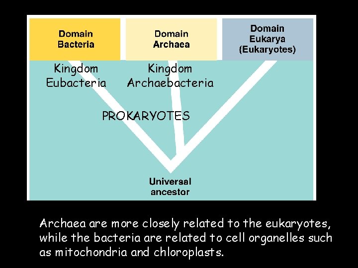 Kingdom Eubacteria Kingdom Archaebacteria PROKARYOTES Archaea are more closely related to the eukaryotes, while