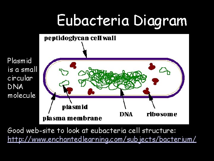 Eubacteria Diagram Plasmid is a small circular DNA molecule Good web-site to look at