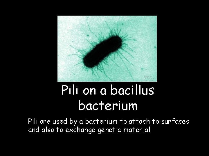 Pili on a bacillus bacterium Pili are used by a bacterium to attach to