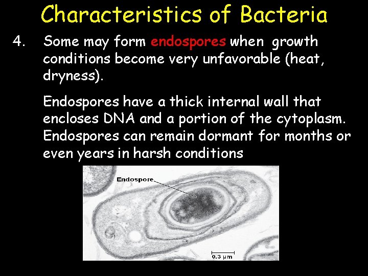 Characteristics of Bacteria 4. Some may form endospores when growth conditions become very unfavorable