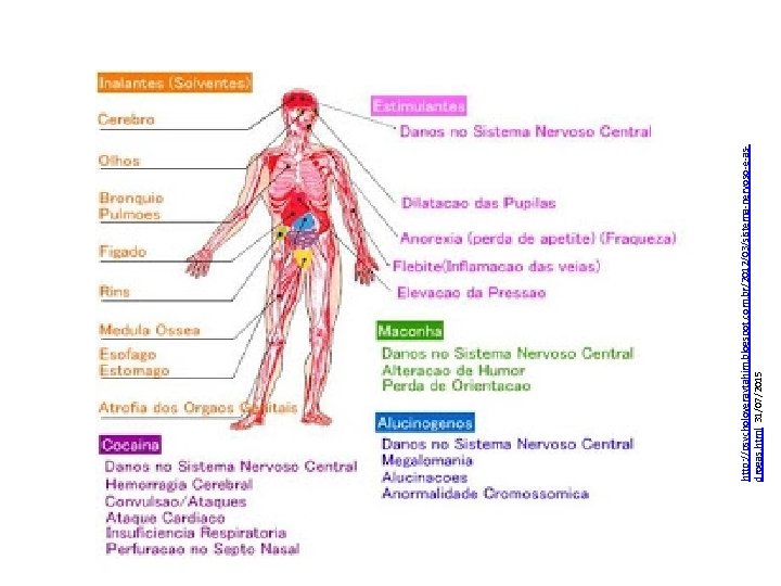 http: //psycholoveraytahim. blogspot. com. br/2012/03/sistema-nervoso-e-asdrogas. html 31/07/2015 