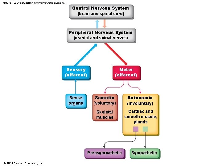Figure 7. 2 Organization of the nervous system. Central Nervous System (brain and spinal
