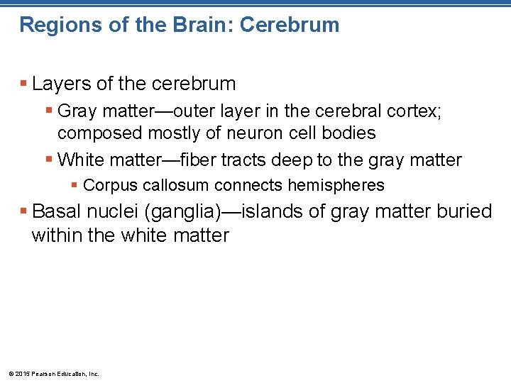 Regions of the Brain: Cerebrum § Layers of the cerebrum § Gray matter—outer layer