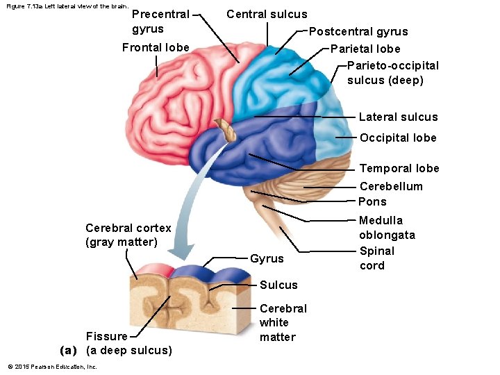 Figure 7. 13 a Left lateral view of the brain. Precentral gyrus Central sulcus