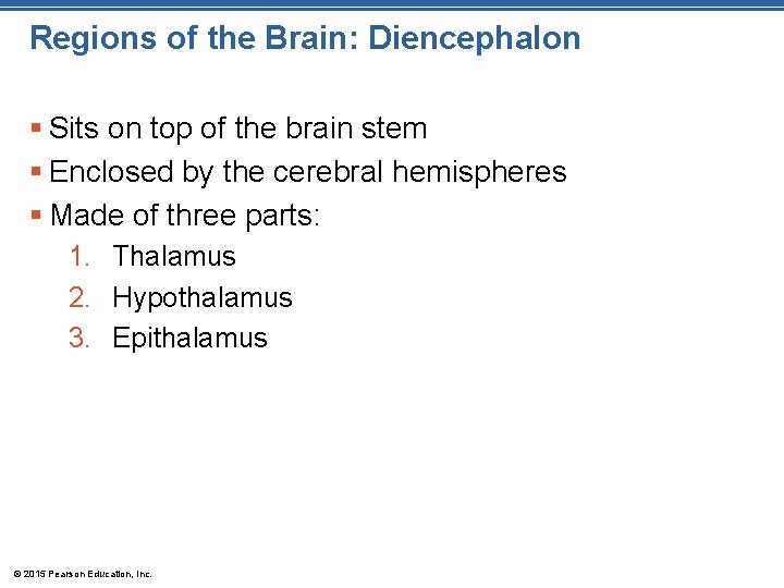 Regions of the Brain: Diencephalon § Sits on top of the brain stem §