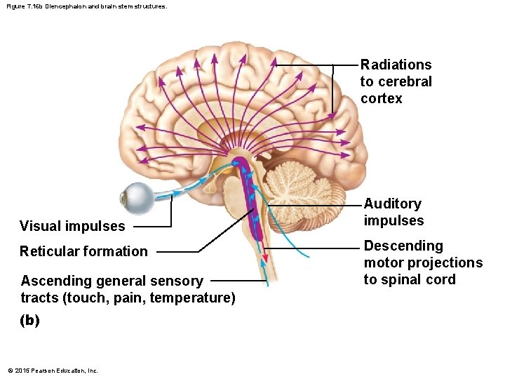 Figure 7. 16 b Diencephalon and brain stem structures. Radiations to cerebral cortex Visual