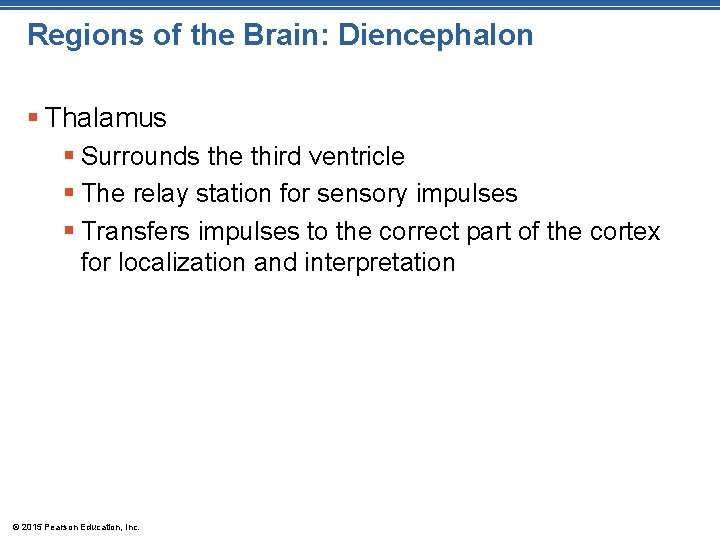 Regions of the Brain: Diencephalon § Thalamus § Surrounds the third ventricle § The