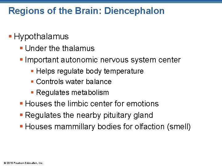 Regions of the Brain: Diencephalon § Hypothalamus § Under the thalamus § Important autonomic