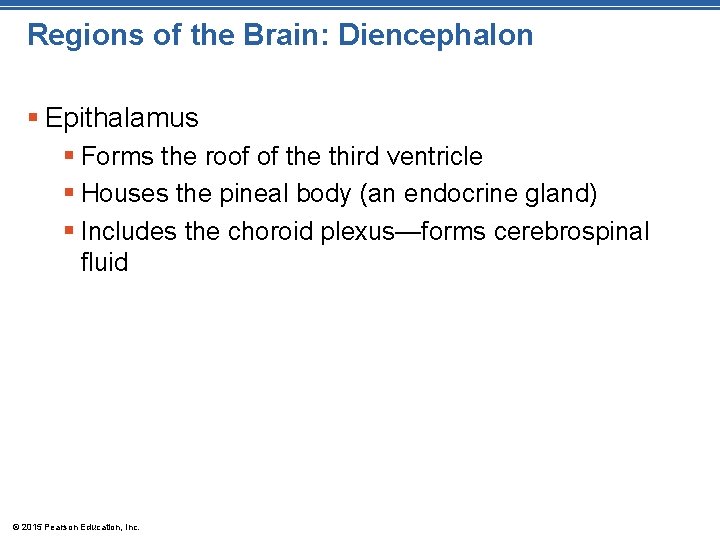 Regions of the Brain: Diencephalon § Epithalamus § Forms the roof of the third