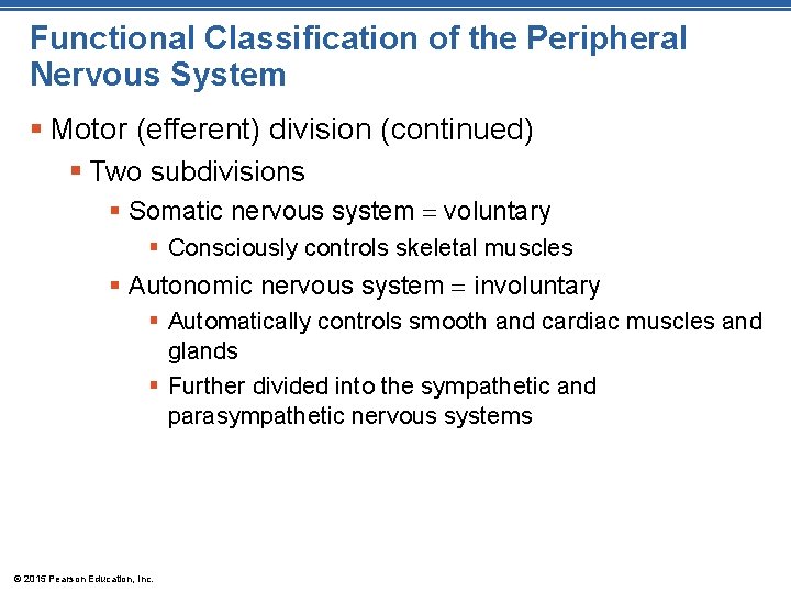 Functional Classification of the Peripheral Nervous System § Motor (efferent) division (continued) § Two